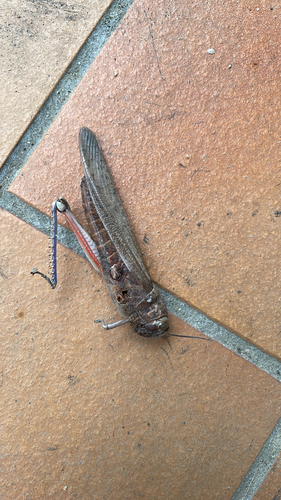 Egyptian Bird Grasshopper