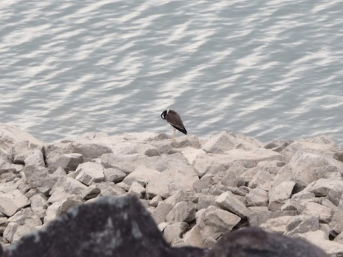 Red-wattled Lapwing