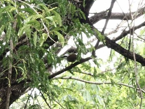 White-crested Laughingthrush