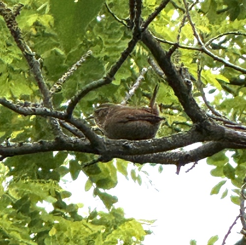Eurasian Wren