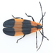 Reticulated Net-winged Beetle - Photo (c) Graham Montgomery, all rights reserved, uploaded by Graham Montgomery