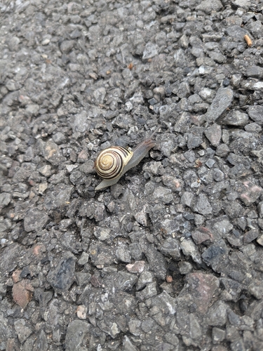 White-lipped Snail