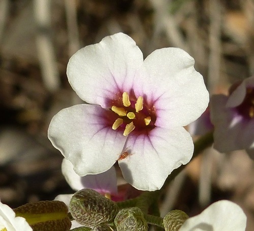 White Bladderpod