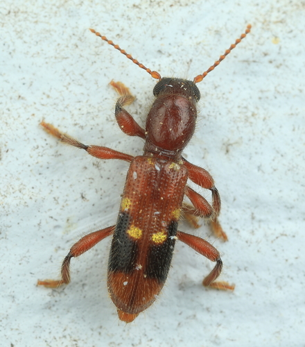 Priocera castanea (Newman, 1838)