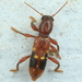 Priocera castanea - Photo (c) Graham Montgomery, all rights reserved, uploaded by Graham Montgomery