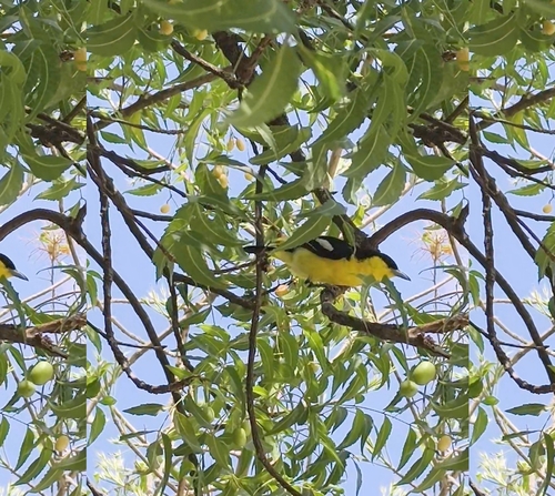 Common Iora