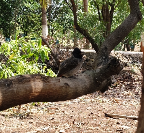 Red-vented Bulbul