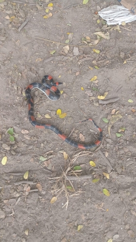 Brazilian False Coral Snake