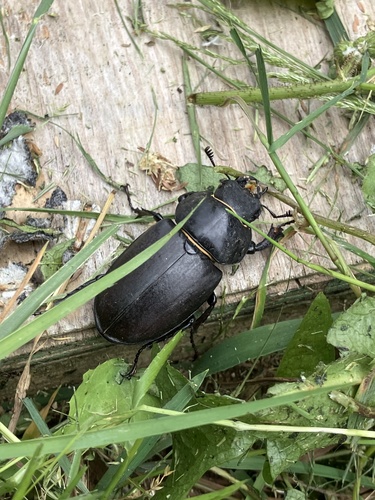 European Stag Beetle