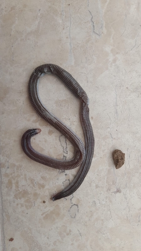 Wagler's Worm Lizard