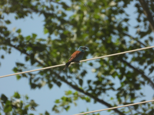 European Roller