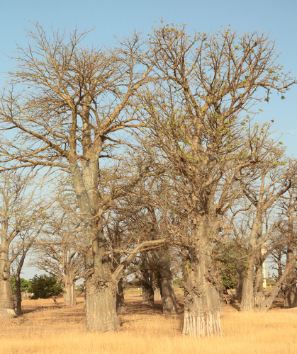 African baobab