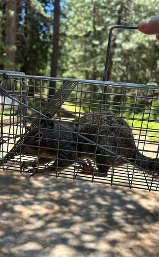 iNaturalist observation photo of California Ground Squirrel