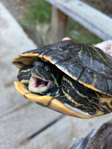 iNaturalist observation photo of Pond Slider