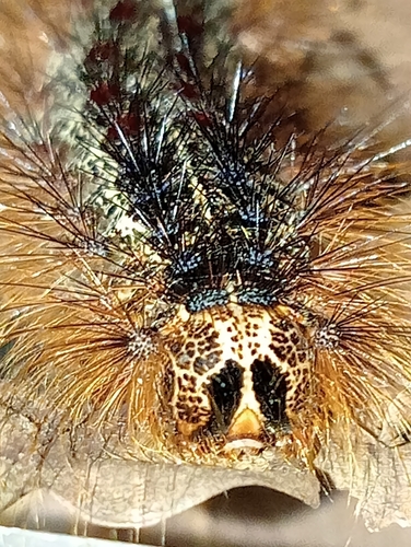 Spongy Moth
