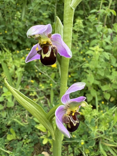 Bee Orchid