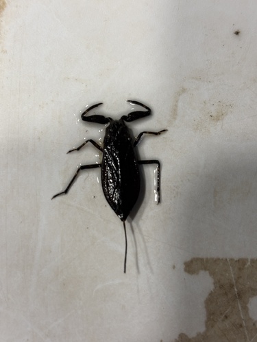 Eurasian Water Scorpion
