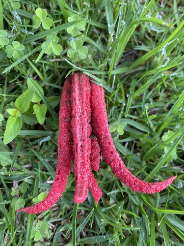 devil's-fingers