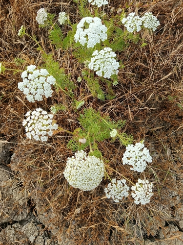 bisnaga