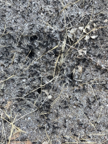 iNaturalist observation photo of Andre's Harvester Ant