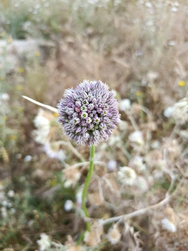 Allium hemisphaericum