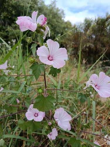 Royal Mallow
