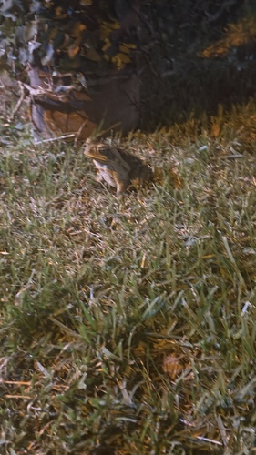 Cururu Toad