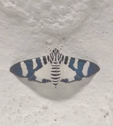 Lypotigris reginalis