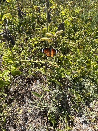 African Plain Tiger