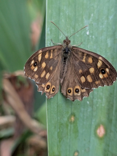 Speckled Wood