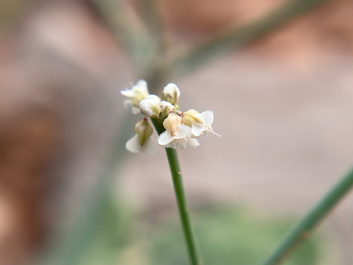 Roundleaf Buckwheat
