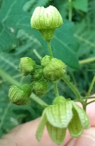 White Bryony