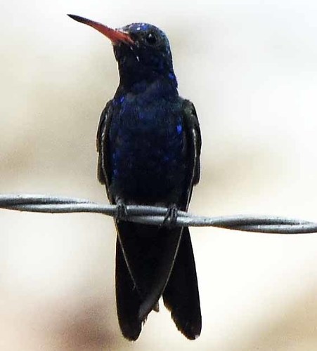 Turquoise-crowned Hummingbird