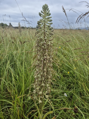 Lizard Orchid