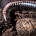Striped Millipede - Photo (c) Roberto Piras, all rights reserved, uploaded by Roberto Piras