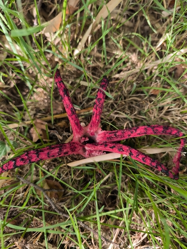 devil's-fingers