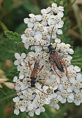 Stenopterus rufus