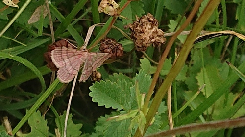 Tawny Wave