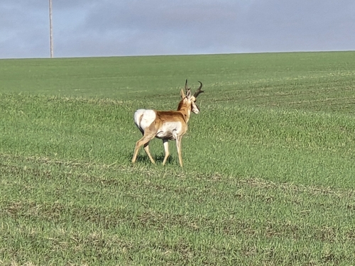 Pronghorn