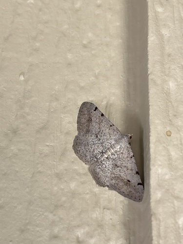 iNaturalist observation photo of Digrammia pallidata