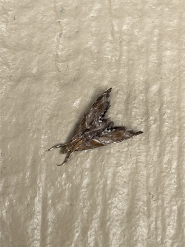 iNaturalist observation photo of Dusky-patched Dicymolomia