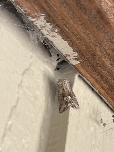 iNaturalist observation photo of Cutworm Moths and Allies