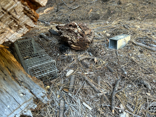 iNaturalist observation photo of Southern Pacific Rattlesnake