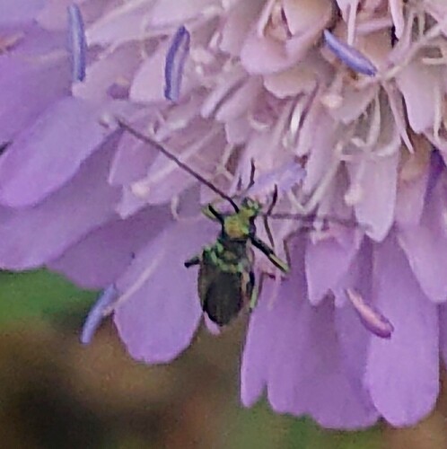 Thick-legged Flower Beetle
