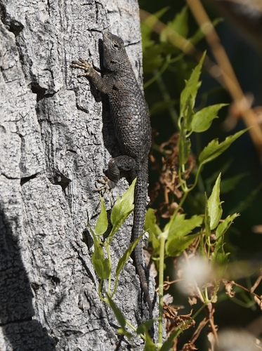 iNaturalist observation photo of Spiny Lizards