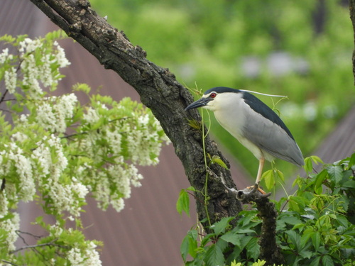 Black-crowned Night Heron