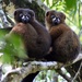 Red-bellied Lemur - Photo (c) Andy Parks, all rights reserved, uploaded by Andy Parks