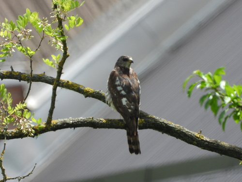 Levant Sparrowhawk