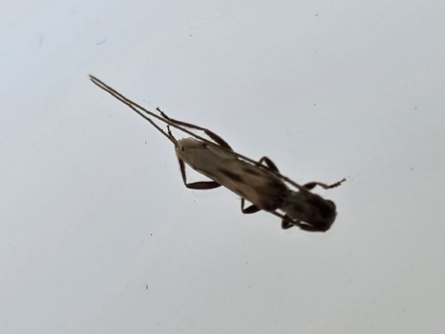Methia necydalea