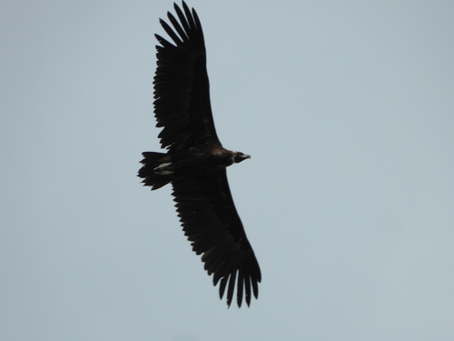 Cinereous Vulture